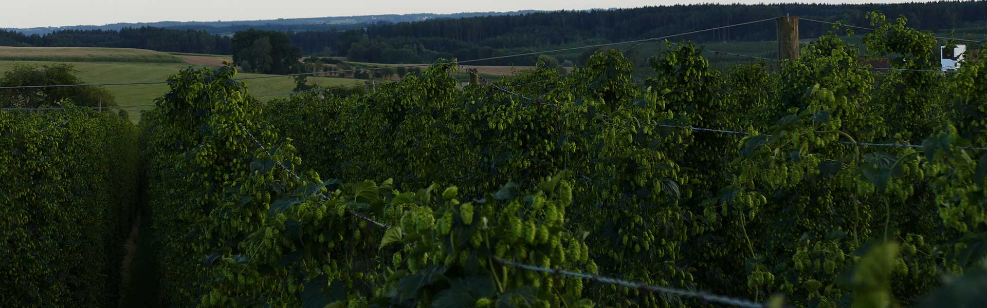 Header Wolfersdorf - Sommer 3